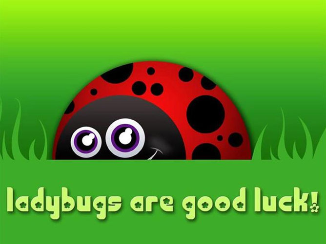 Ladybugs are Good Luck